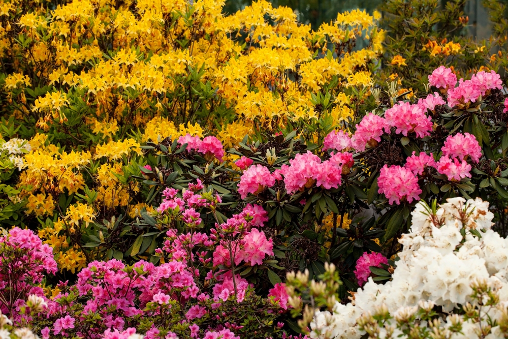 barevný rododendron