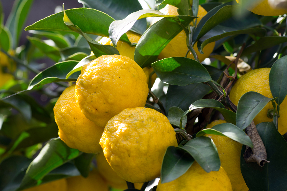 yuzu na stromě