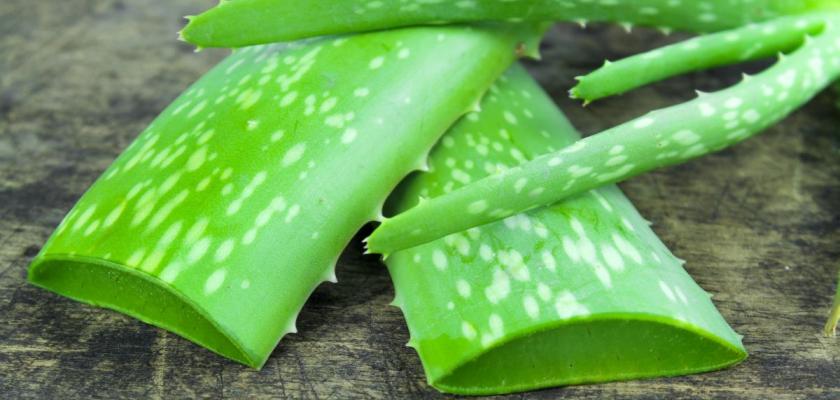 aloe vera