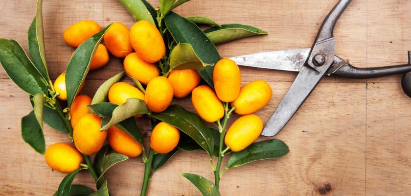 kumquat