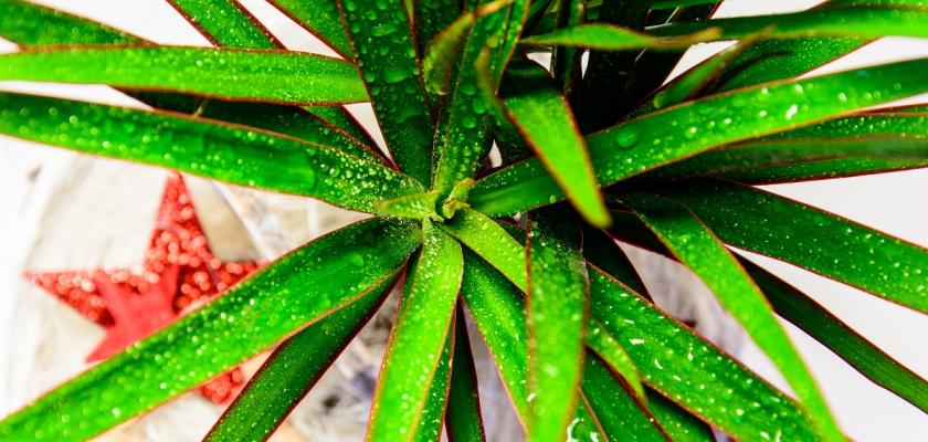 jedovatá dracena