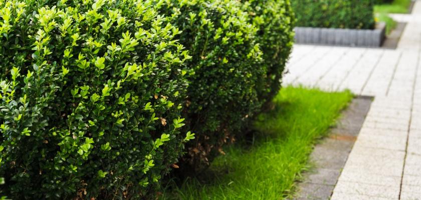 buxus
