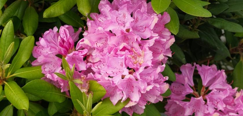 růžový rododendron