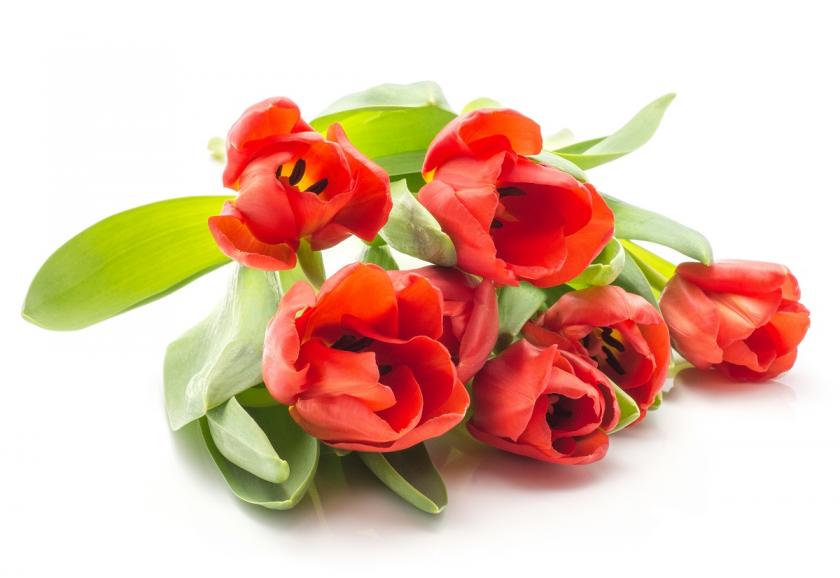 červené tulipány