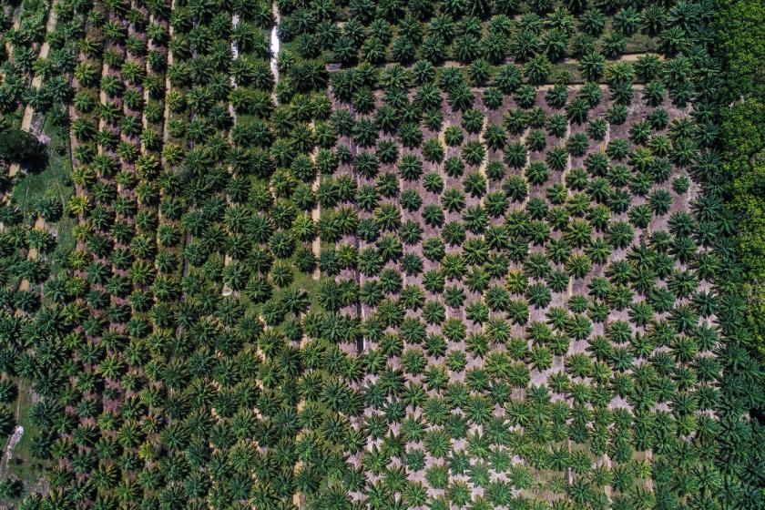 palmová plantáž