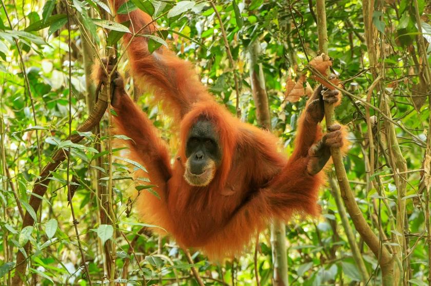 orangutan