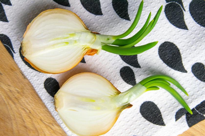 rozkrojená cibule