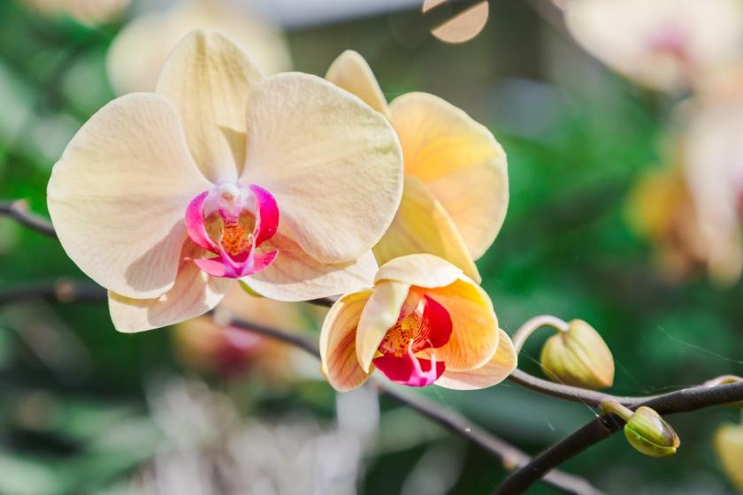 kvetoucí orchidej