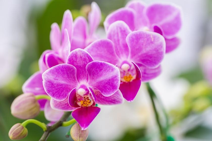 růžová orchidej