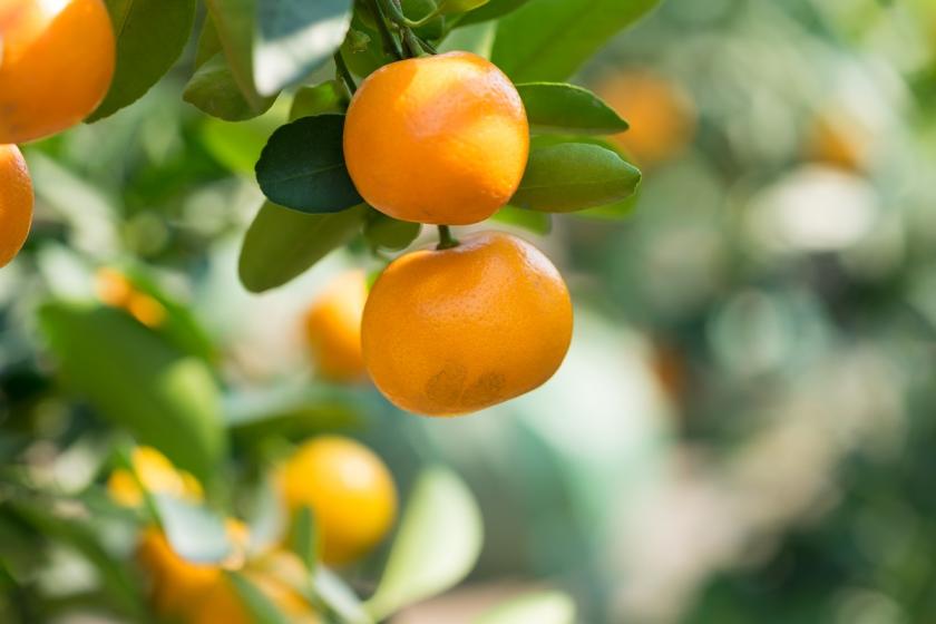 kumquat keř