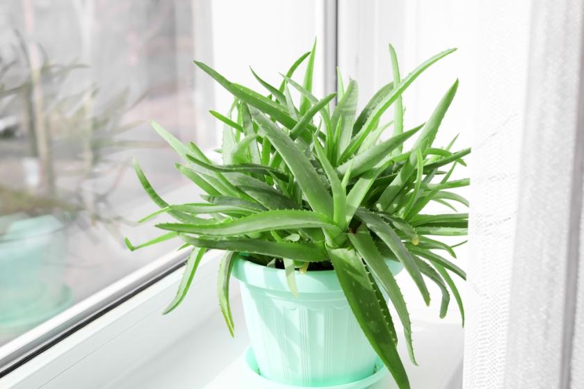 aloe vera v květináči