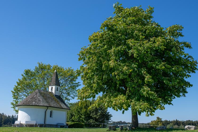 jírovec