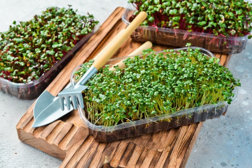 microgreens