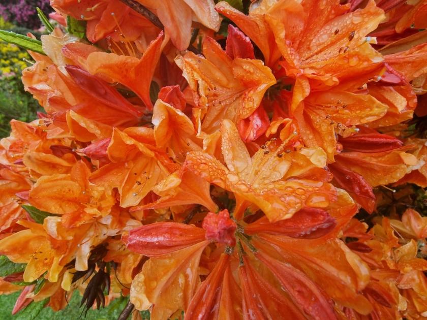 hnojení rododendronu