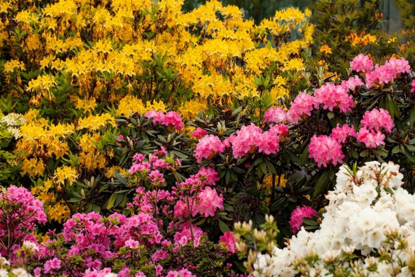 barevný rododendron