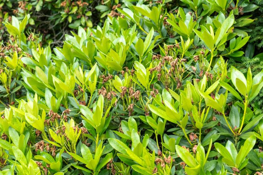 odkvetlý rododendron
