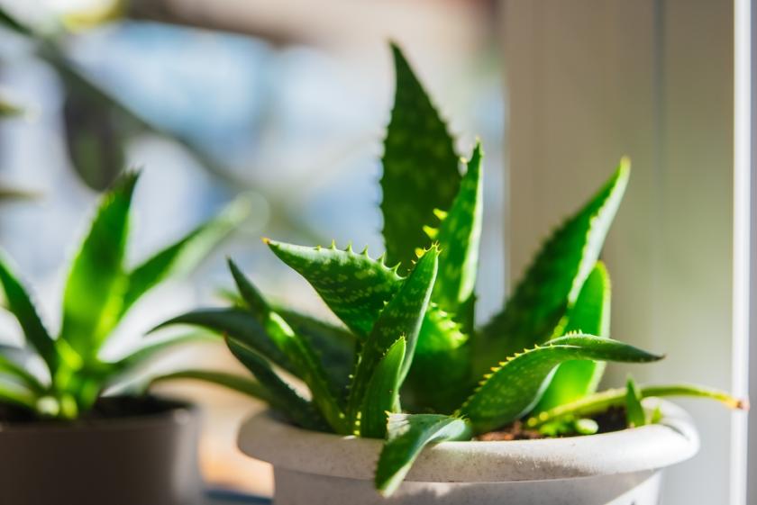 aloe vera jako pokojovka